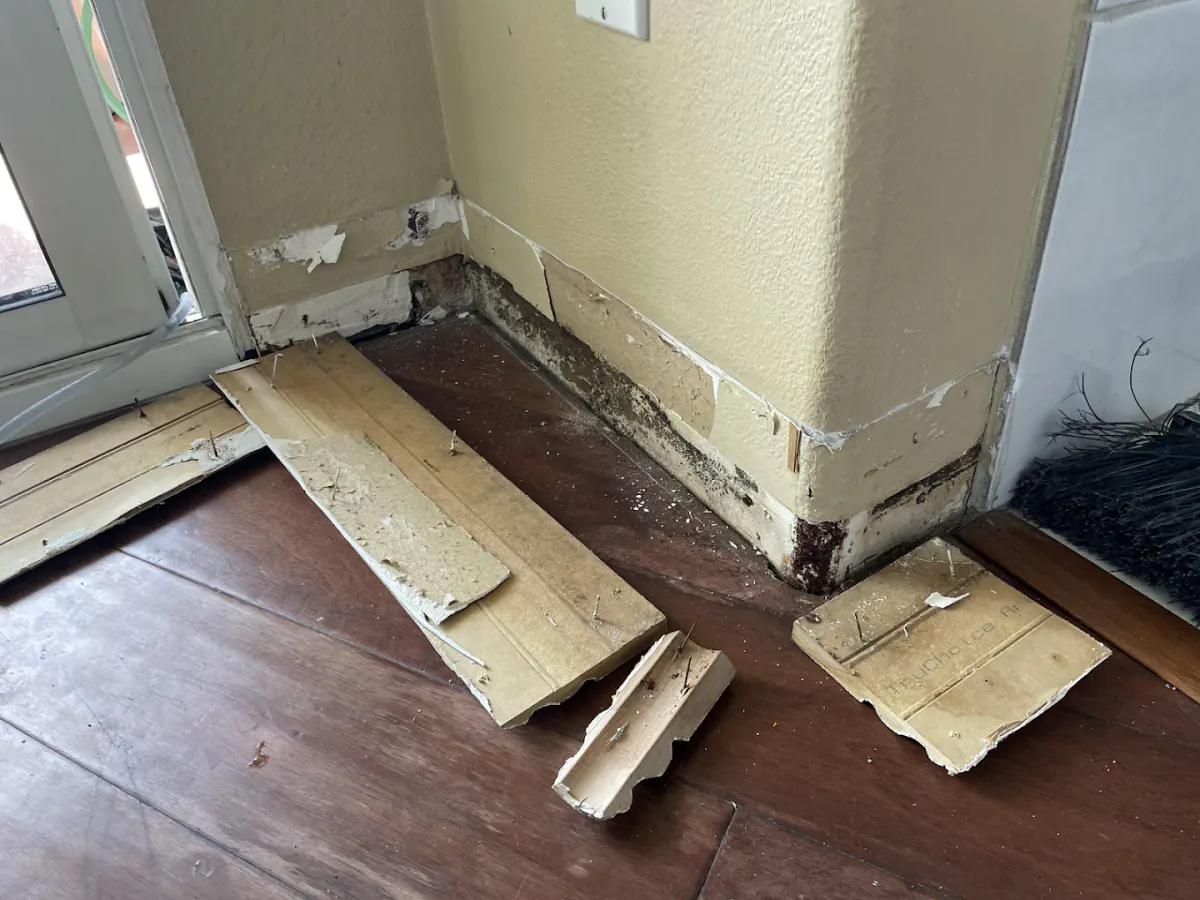Hidden mold discovered behind baseboard during professional inspection